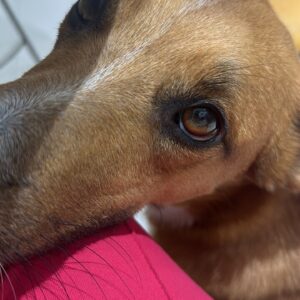 Ajudar a Zoe a ter uma companhia (outro doguinho)