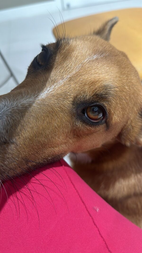 Ajudar a Zoe a ter uma companhia (outro doguinho)